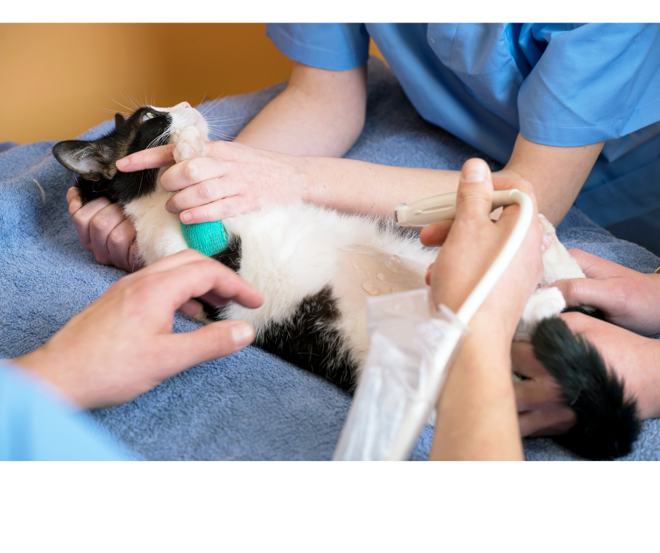 Jak przygotować zwierzaka do badania USG?