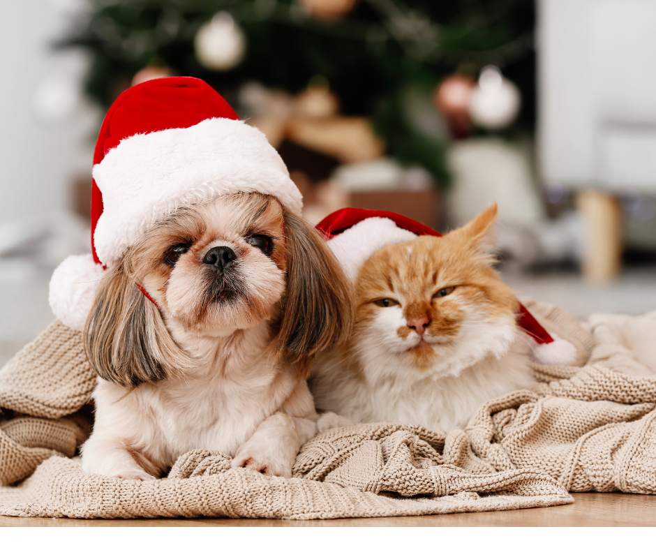 Święta i Sylwester ze zwierzakiem na spokojnie – czy to możliwe?