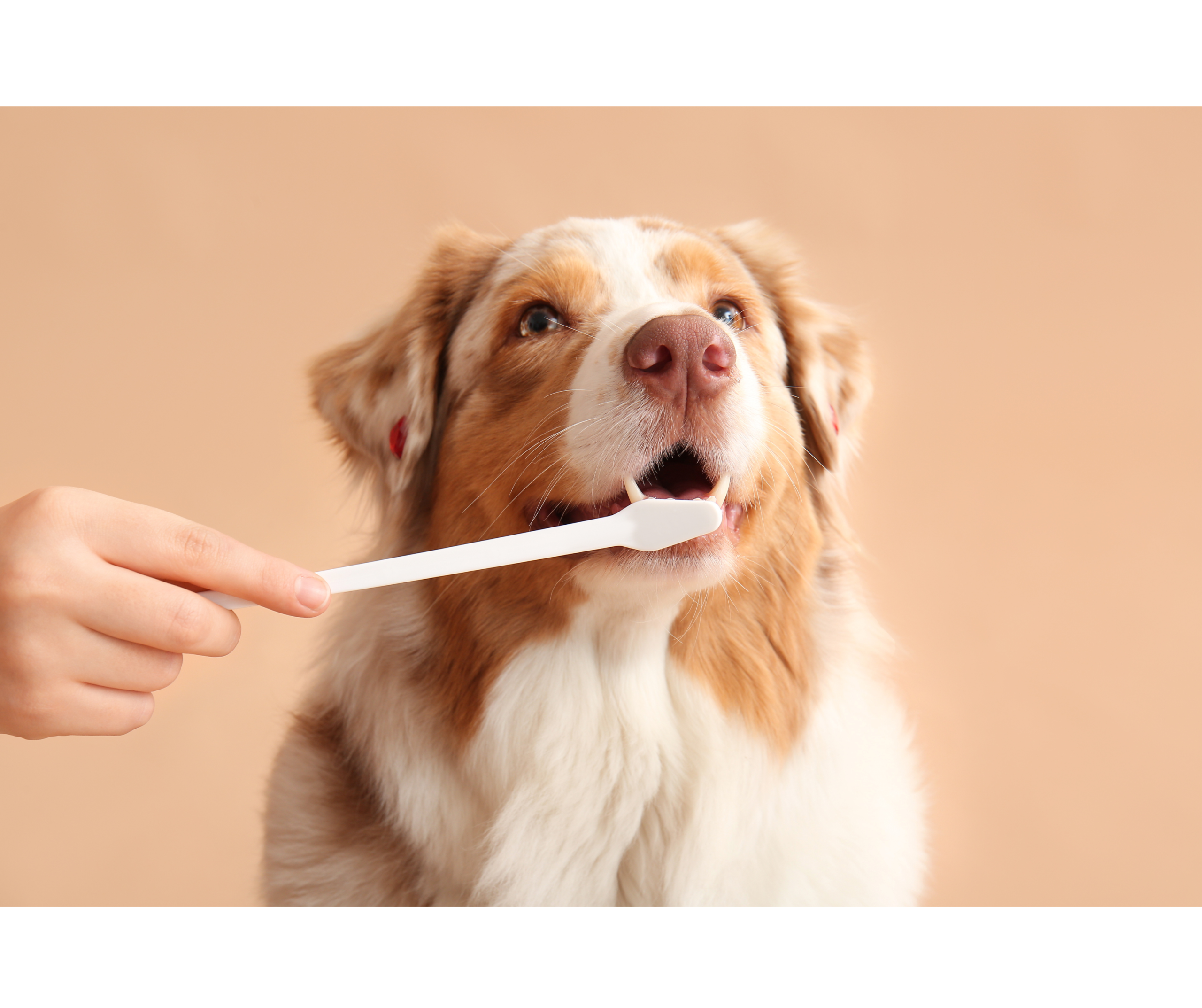 Jak dbać o psie i kocie zęby?