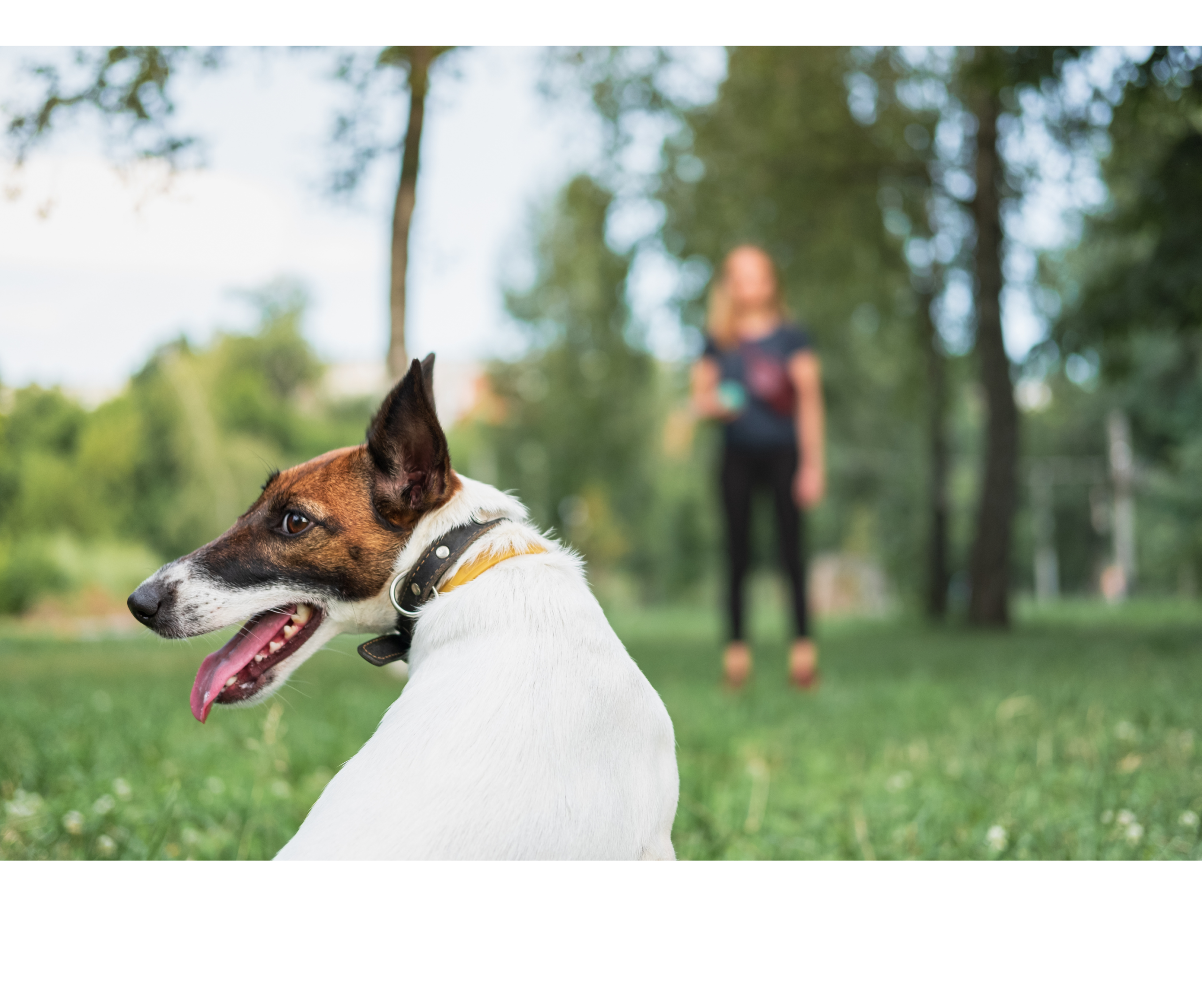 Dlaczego mój pies mnie nie słucha?                                                                              Najczęstsze przyczyny braku efektów treningu.