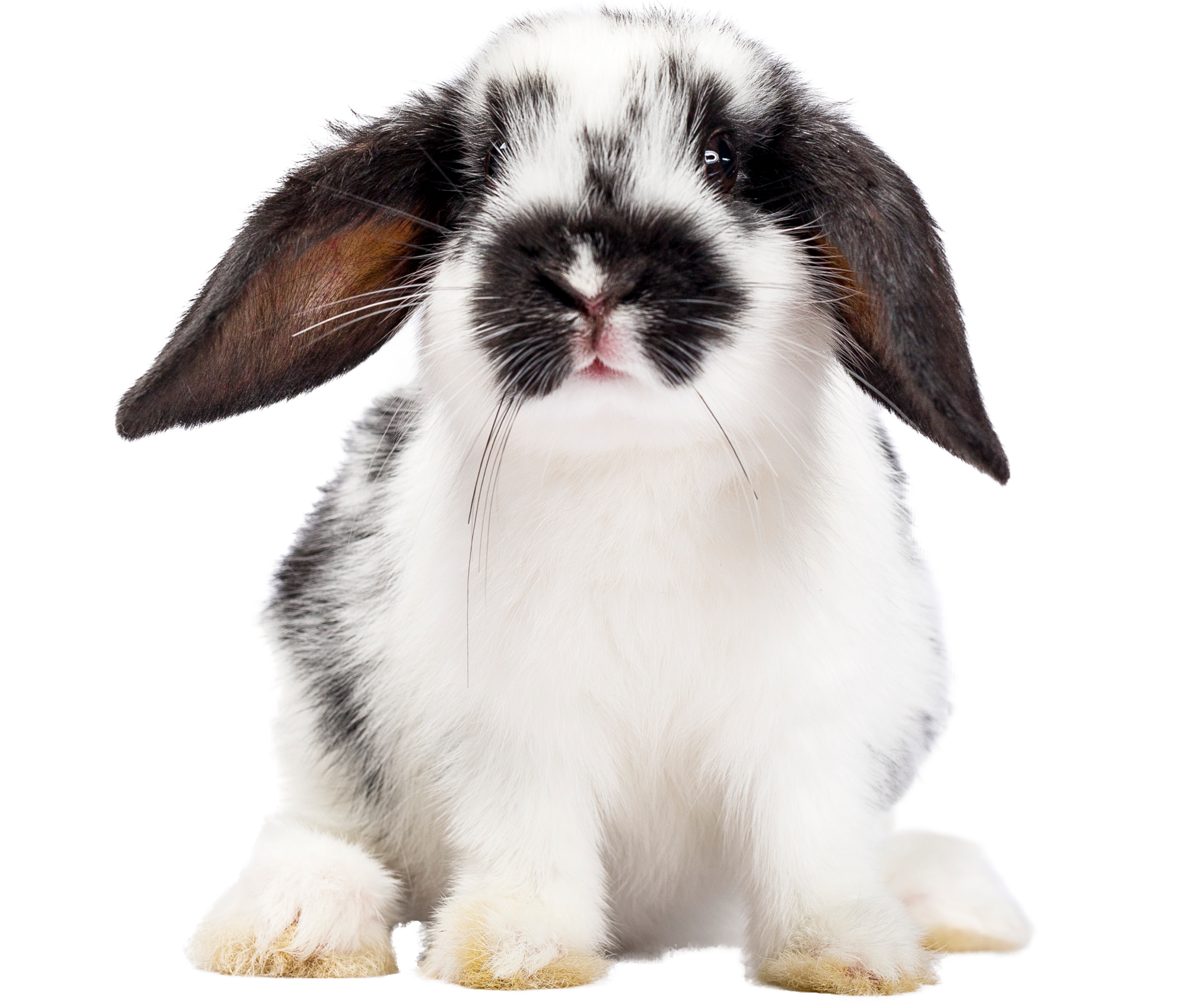 Królik – poradnik opiekuna