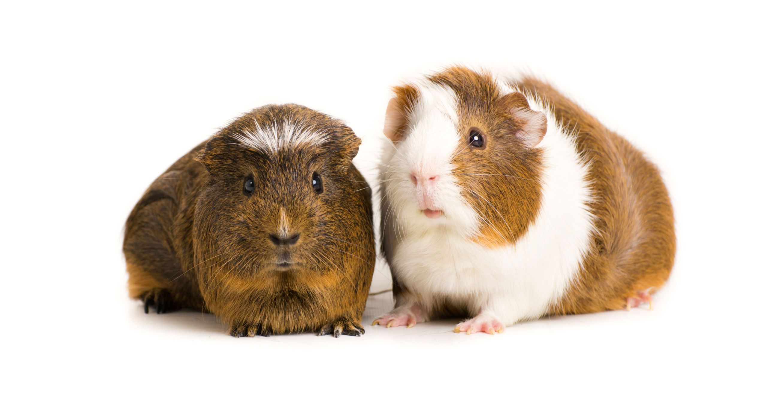 Świnka morska – poradnik dla opiekunów