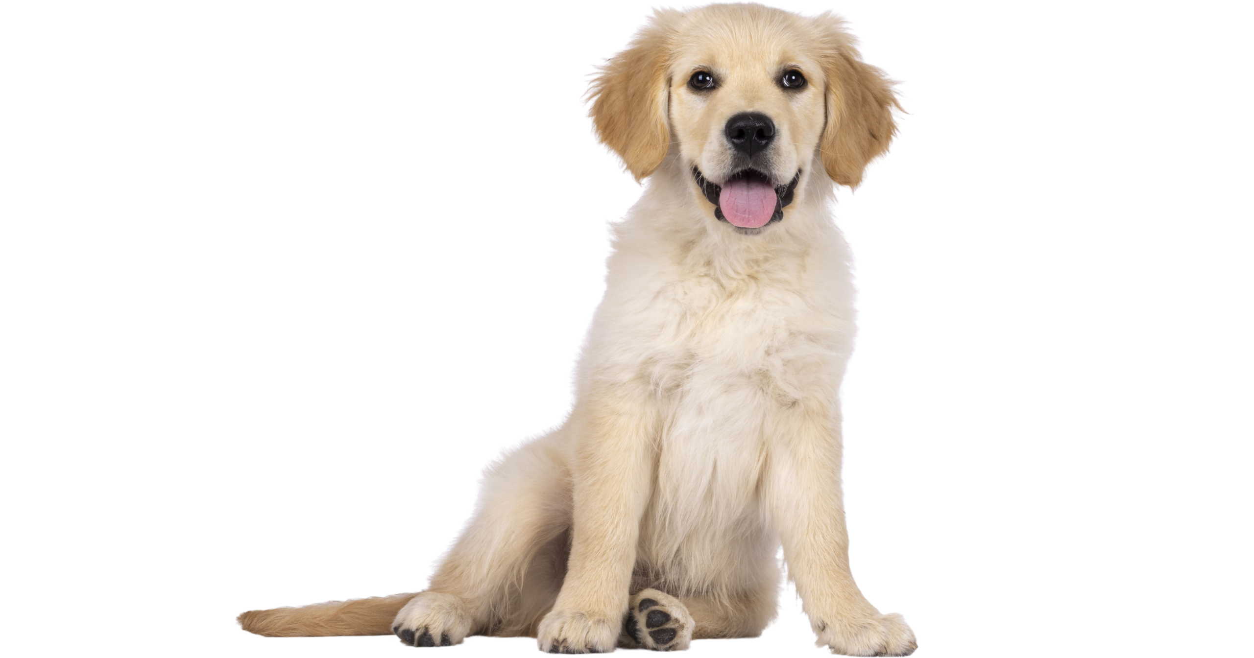 Szczeniak na pokładzie – jak się na niego przygotować?